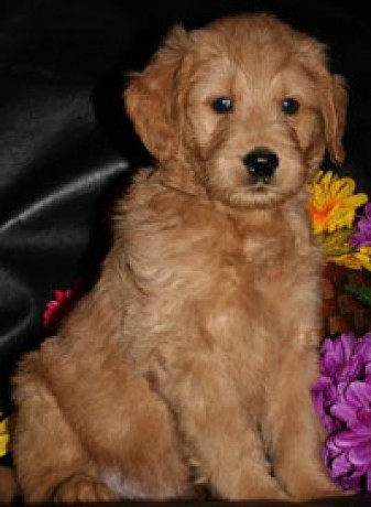 goldendoodle